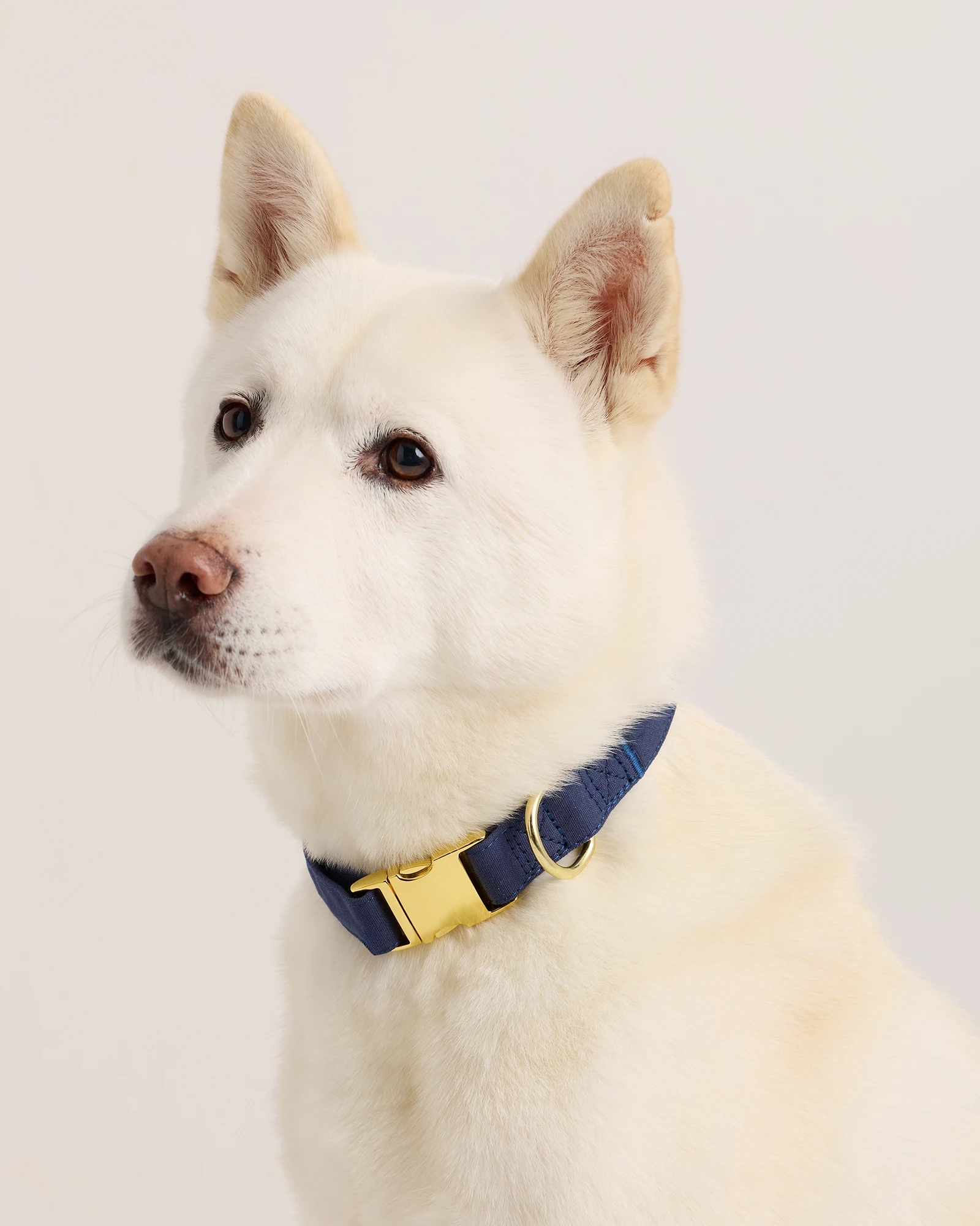 100% Cotton-Wrapped Nylon Dog Collar