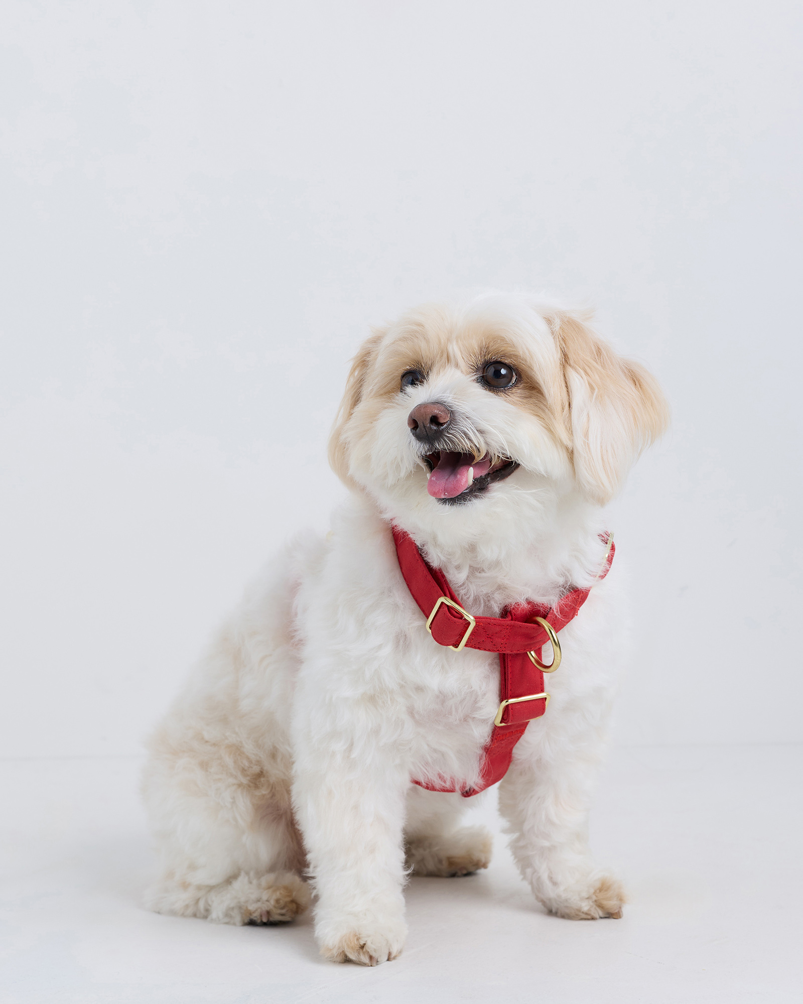 Ruby 100% Cotton-Wrapped Nylon Dog Harness